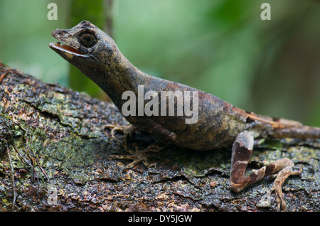 An adult Blue-lipped Forest Anole (Anolis bombiceps) camouflaged on a branch in the Amazon basin in Peru. Stock Photo