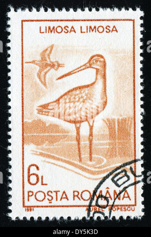 ROMANIA - CIRCA 1991: A stamp printed in the Romania, shows the Black-tailed Godwit, (Limosa limosa), circa 1991 Stock Photo