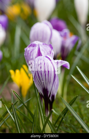 Spring crocuses growing in grassland. Stock Photo