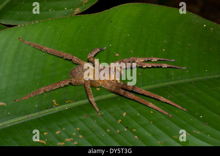 A large spider spread out on a green leaf at night in the Amazon basin in Peru. Stock Photo