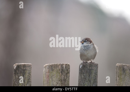sparrow on wooden fence closeup Stock Photo