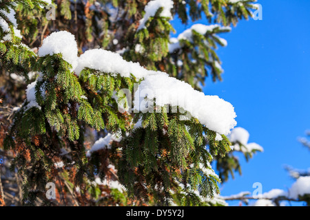 Snow-covered tree branch on blue sky Stock Photo