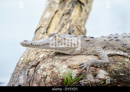 A spectacled caiman on a log in a lagoon in Tortuguero National Park in Costa Rica. Stock Photo