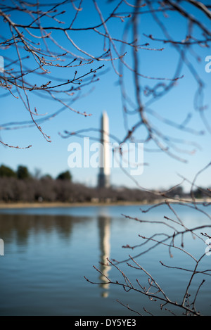 WASHINGTON DC, USA - With Washington DC experiencing the coldest January in decades, the famous cherry blossoms are still a long way from peak bloom. Each spring about 1,700 cherry trees around the Tidal Basin bloom in a colorful but brief floral display that brings large numbers of visitors to the region. [Photo: DAVID COLEMAN / HAVECAMERAWILLTRAVEL.COM] Click here for up-to-date information on Washington DC's cherry blossom bloom of 2014. Stock Photo