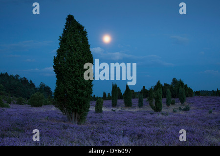 Juniper and heather at moonlight, Lueneburger Heide, Lower Saxony, Germany Stock Photo