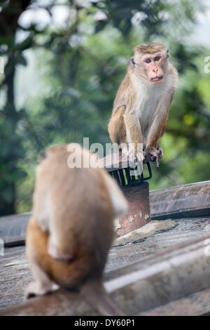 Monkeys, Royal Rock Temple, Dambulla, Sri Lanka, Asia Stock Photo