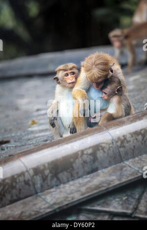 Mother and baby monkeys, Royal Caves, Dambulla, Sri Lanka, Asia Stock Photo