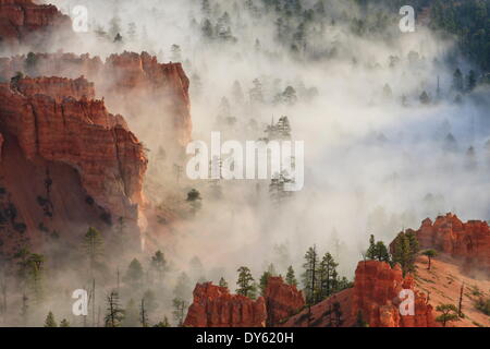 Fog, rocks and trees, Bryce Canyon National Park, Utah, United States of America, North America Stock Photo