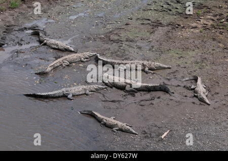 American Crocodiles (Crocodylus acutus), Rio Tarcoles, Carara Wildlife Refuge, Costa Rica, Central America Stock Photo