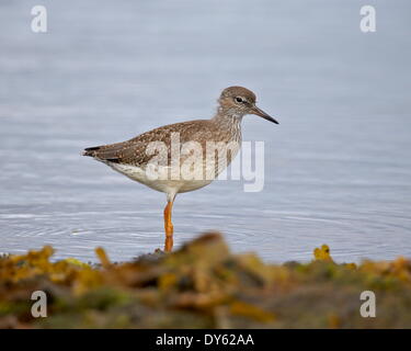 Common Redshank (Redshank) (Tringa totanus), Iceland, Polar Regions Stock Photo