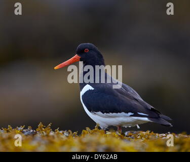 Eurasian Oystercatcher (Common Pied Oystercatcher) (Haematopus ostralegus), Iceland, Polar Regions Stock Photo