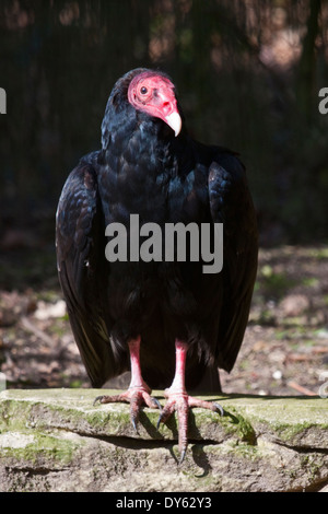 Turkey Vulture (cathartes aura) Stock Photo