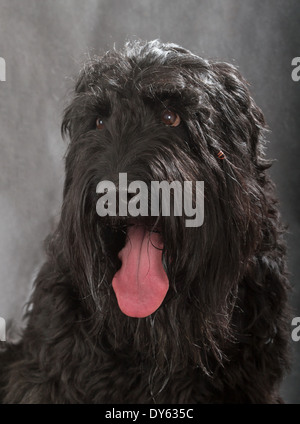 Black Russian Terrier (BRT or Stalin's dog) on black background Stock Photo