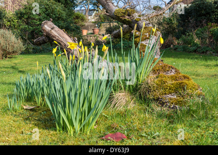 Daffodils growing in garden under old apple tree in spring. Fifth of sequence of 10 (ten) images photographed over five weeks. Stock Photo