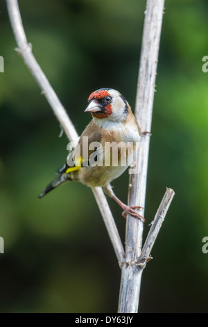 European Goldfinch (Carduelis carduelis) perching on the stem of a Teasel (Dipsacus fullonum) Stock Photo