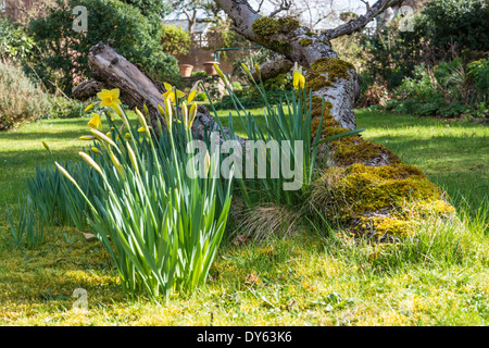 Daffodils growing in garden under old apple tree in spring. Sixth of sequence of 10 (ten) images photographed over five weeks. Stock Photo