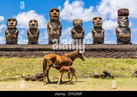 Mare nursing foal at the restored ceremonial site of Ahu Tongariki on Easter Island (Rapa Nui), UNESCO Site, Chile Stock Photo