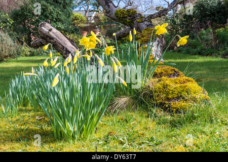 Daffodils growing in garden under old apple tree in spring. Seventh of sequence of 10 (ten) images photographed over five weeks. Stock Photo