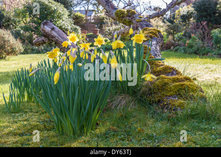 Daffodils growing in garden under old apple tree in spring. Eighth of sequence of 10 (ten) images photographed over five weeks. Stock Photo