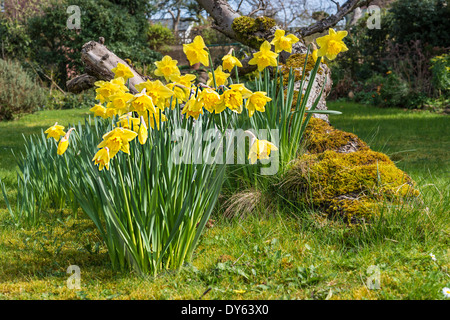 Daffodils growing in garden under old apple tree in spring. Ninth of sequence of 10 (ten) images photographed over five weeks. Stock Photo