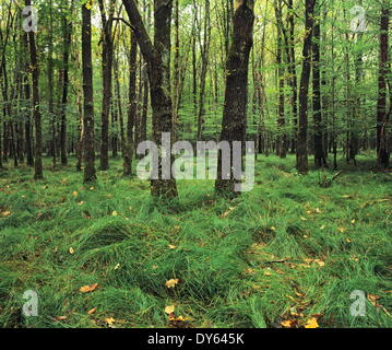 Forest in nature park Schonbuch, Tubingen, Baden Wurttemberg, Germany, Europe Stock Photo