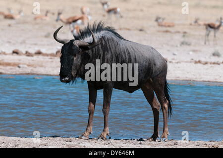 Blue wildebeest (Connochaetes taurinus), Nxai Pan National Park, Botswana, Africa Stock Photo