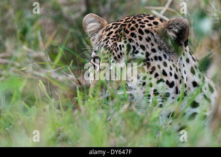 Leopard (Panthera pardus), Mala Mala Game Reserve, South Africa, Africa Stock Photo