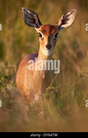 Female Steenbok (Raphicerus campestris), Kruger National Park, South Africa, Africa Stock Photo