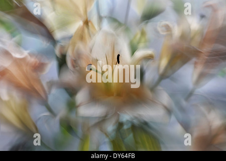 Tender Lilium stargazer in blossom, Philippines, Asia Stock Photo