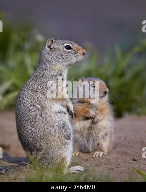 Uinta Ground Squirrel (Urocitellus armatus) adult and young, Yellowstone National Park, Wyoming, United States of  America Stock Photo
