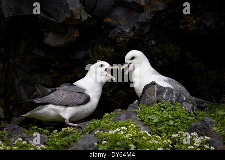 Northern Fulmar (Arctic Fulmar) (Fulmarus glacialis) pair, Iceland, Polar Regions Stock Photo