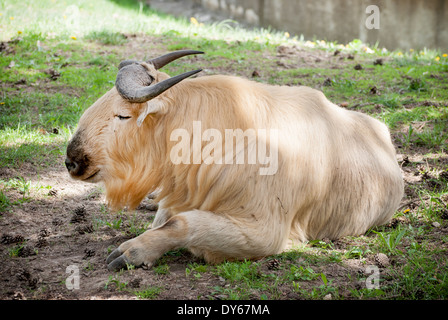 golden budorcas takin alamy resting ground