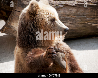 Brown bear (Ursus arctos arctos) holds his paw. Funny photo. Stock Photo