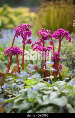 Bergenia Eroica, Elephant's Ear, Megasea. Perennial. Bright pink flowers in mixed spring border. Stock Photo