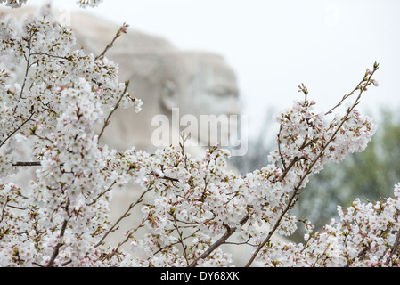 WASHINGTON DC, USA - Washington DC Cherry Blossoms April 7, 2014 Stock Photo