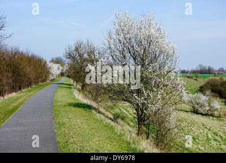 Lietzen, Germany. 30th Mar, 2014. View of the Oderbruch cycle track framed by blossoming trees near Lietzen, Germany, 30 March 2014. The 142-kilometer-long cycle way, which partly runs along disused railway lines, leads from Fuerstenwalde to Wriezen. The bike path goes past fields, meadows and through typical villages of the Oderbruch region where many artists and craftsmen have settled. Photo: Patrick Pleul/ZB - NO WIRE SERVICE/dpa/Alamy Live News Stock Photo