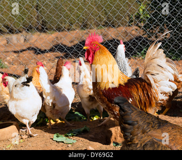 Rooster and hens in the hen house poultry Stock Photo