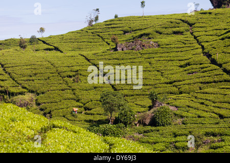 Rows of tea (Camellia sinensis) bushes on tea plantation near Ciwidey, West Java, Indonesia Stock Photo