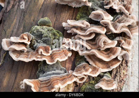 Striped mushrooms growing on tree trunk Stock Photo