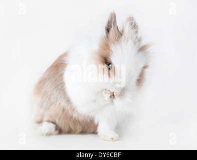 a brown white rabbit dressing up in front of white background Stock Photo