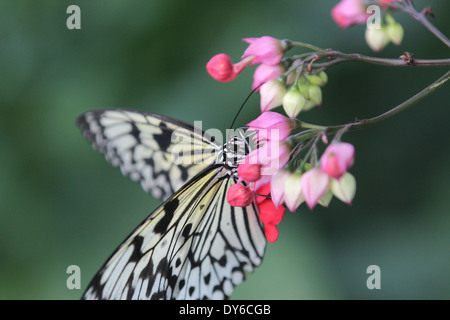 Yellow and black patterned butterfly on flower Stock Photo