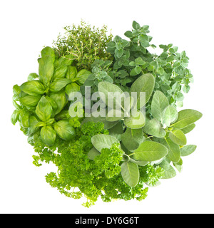 variety fresh mediterranean herbs. marjoram; parsley; basil; rosemary; thyme, sage Stock Photo