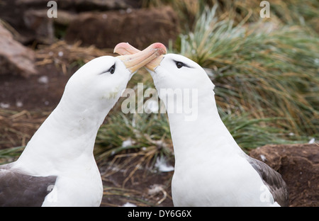 A pair of Black Browed Albatross allopreening to reinforce their pair bond on Westpoint Island,Falklands. Stock Photo
