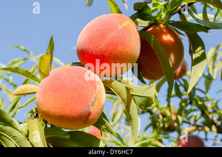 Ripe peaches ready to pick on tree branches Stock Photo
