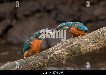 Kelvinside, River Kelvin, Glasgow, Scotland, UK. 8th April 2014. A male Kingfisher passes the female Kingfisher a fish at the start of the mating season. Credit:  Paul Stewart/Alamy Live News Stock Photo