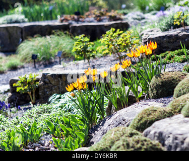 Tulip in bloom, New Britain, Connecticut Stock Photo - Alamy