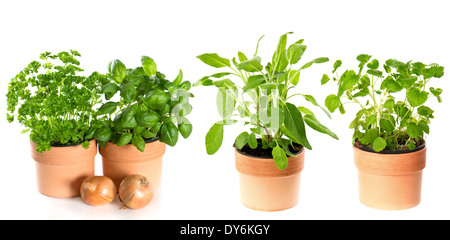 kitchen herbs basil, parsley, sage and mint in pots isolated on white background Stock Photo