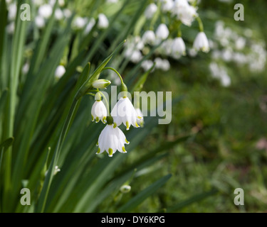 Snowdrops in the Royal Botanic Garden Edinburgh Stock Photo - Alamy