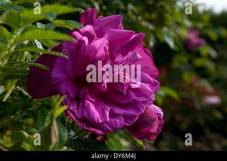 Rosa rugosa Roseraie de l'hay Stock Photo