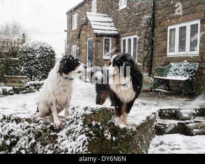two dogs Stock Photo